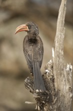 Crowned Hornbill (Lophoceros alboterminatus), South Africa