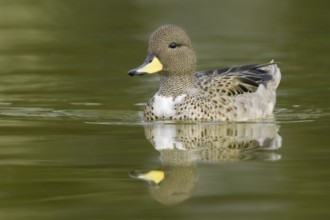 Yellow-billed Teal (Anas flavirostris), Argentina