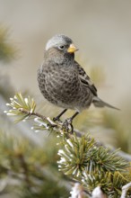 Black Rosy Finch (Leucosticte atrata), New Mexico, USA