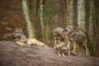 Several wolves lingering calmly on a mound of earth in the forest, wolf (Canis lupus), Germany