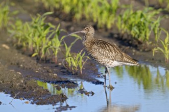 Grosser Brachvogel (Numenius arquata), Curlew, Altvogel in einer Wasserlache auf einem Maisfeld,