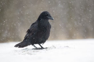 Northern Raven (Corvus corax) perched on snowy ground, Poland