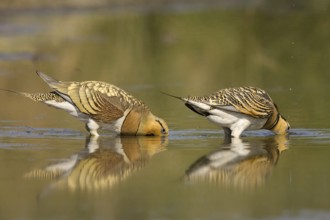 Pin-tailed Sandgrouse (Pterocles alchata), Castile-La Mancha, Spain