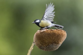 Great Tit (Parus major) at a sunflower (Helianthus annuus), Mecklenburg-Western Pomerania, Germany