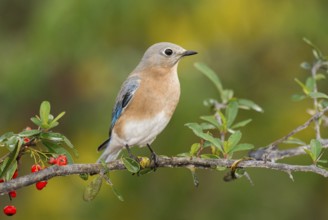 Eastern Bluebird (Sialia sialis) female perched on a branch, Texas, USA
