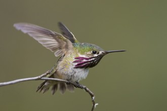 Calliope Hummingbird