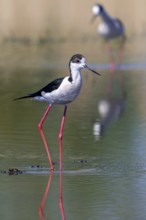 Black-winged stilts (Himantopus himantopus) two adult males foraging in shallow water of pond at