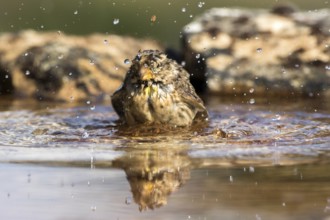 Rock Sparrow (Petronia petronia) bathing, Castile and Leon, Spain