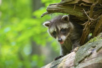 Young raccoon (Procyon lotor) on a discovery tour, Steinhagen, North Rhine-Westphalia, Germany