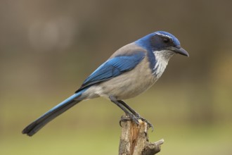 Western Scrub Jay (Aphelocoma californica)