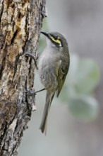 Yellow-faced Honeyeater (Caligavis chrysops), Queensland, Australia