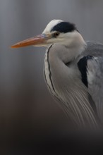 Grey Heron (Ardea cinerea), Pusztaszer, Hungary