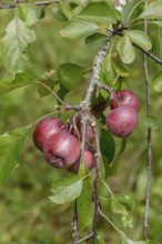 Felt apple (Malus pumila 'Niedzwetzkyana'), Tübingen Botanical Garden, Germany