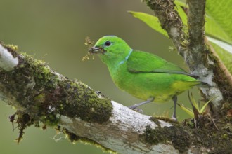 Golden-browed Clorophonia (Chlorophonia callophrys) perched on a branch in Costa Rica, Central
