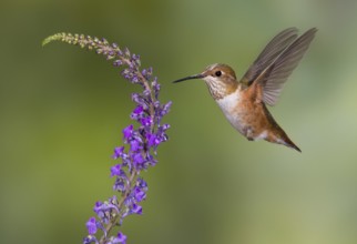 Rufous Hummingbird Female (Selasphorus rufus) - (Selasphorus rufus) - Victoria BC, Canada
