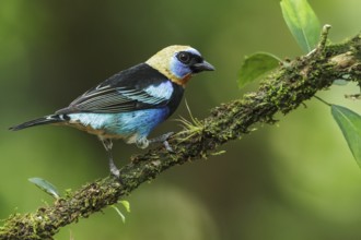 Golden-hooded Tanager (Tanagara larvata) perched on a branch in Costa Rica