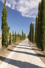 Avenue of cypress trees (Cupressus sempervirens) near Siena, Tuscany, Italy