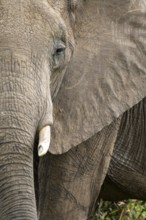 Closeup of a majestic elephant in the Masai Mara, Kenya. The intricate patterns of its wrinkled