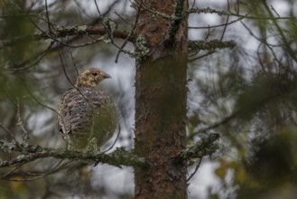 The capercaillie (Tetrao urogallus) seeks shelter from rain and predators in a dense coniferous