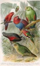 Historical illustration, parrots, psittacines, historische Zeichnung, verschiedene Papageienarten