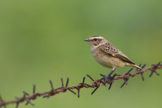 Whinchat (Saxicola rubetra), Schleswig-Holstein, Germany
