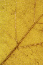 Structure of an autumn-colored leaf, foliage, tree, Vechta, Lower Saxony, Germany