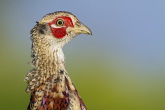 Common Pheasant (Phasianus colchicus) male, Rhineland-Palatinate, Germany