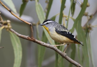 Spotted Pardalote (Pardalotus punctatus) male, Victoria, Australia
