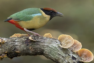 Noisy Pitta (Pitta versicolor) perched on a branch in eastern Australia