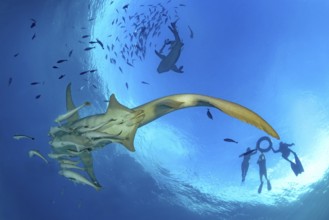 Snorkelers explore vibrant marine life in the Maldives, swimming alongside a majestic Tawny nurse