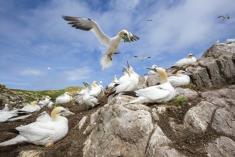Northern Gannet (Morus bassanus) colony, Saltee Islands, Ireland