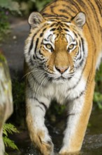 Siberian tiger or Amur tiger (Panthera tigris altaica) walking on the ground, Bavaria, Germany