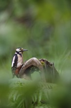 Great Spotted Woodpecker (Dendrocopos major) male, Asturias, Spain