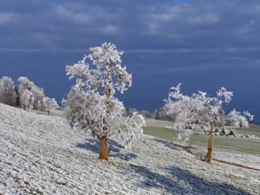 Winter landscape with trees and meadows in hoarfrost, Beinwil, Freiamt, Canton of Aargau,