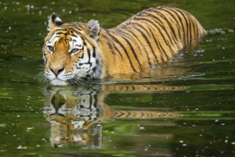 Siberian tiger (Panthera tigris tigris) swimming in a lake, captive, Germany