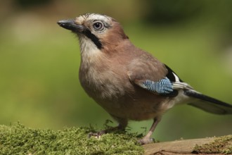 Eurasian Jay (Garrulus glandarius), Lower Saxony, Germany