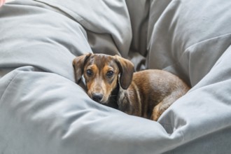 A small Dachshund puppy with a charming expression is nestled comfortably among cozy, soft grey