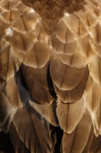 Common Buzzard (Buteo buteo), plumage detail, Castile and Leon, Spain
