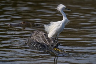 A white bird balancing on a swimming alligator, Great White Egret (Egretta thula), American