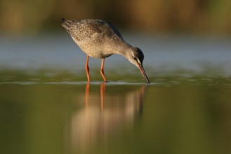 Spotted Redshank (Tringa erythropus), Rhineland-Palatinate, Germany