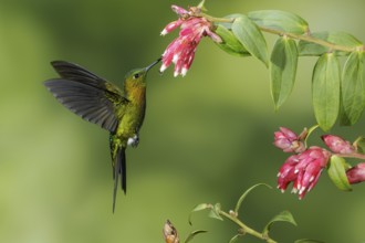 Golden-breasted Puffleg (Eriocnemis mosquera) flying and feeding at a flower in the mountains of