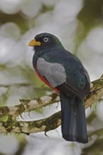 Choco Trogon (Trogon comptus), Ecuador