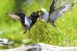 Two birds in a dynamic flight fight in the air amidst green surroundings, ruff (Calidris pugnax,