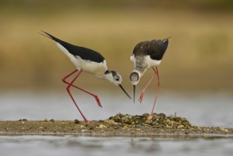 Black-winged Stilt (Himantopus himantopus) pair at nest, North Rhine-Westphalia, Germany