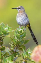 Cape sugarbird (Promerops cafer), Harold Porter National Botanical Gardens, Betty's Bay, Western