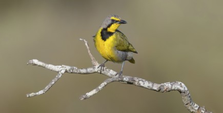 Bokmakiri Shrike, Telophorus zeylonus, (Bokmakiri nubicus), West Coast National Park, Langebaan,