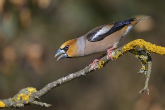 Hawfinch (Coccothraustes coccothraustes), male in breeding plumage on a lichen-covered branch,
