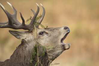 Red deer (Cervus elaphus) adult male stag animal roaring during the rut in autumn, England, United