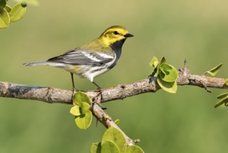 Black-throated Green Warbler (Setophaga virens) male, Texas, USA