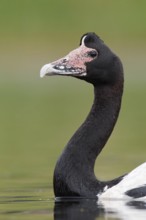 Magpie Goose (Anseranas semipalmata)